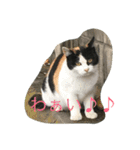 NORAにゃんず（個別スタンプ：16）