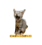 うにゃうにゃ トラ美さん（個別スタンプ：13）
