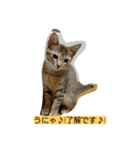 うにゃうにゃ トラ美さん（個別スタンプ：16）