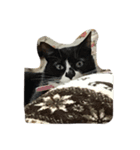 ねこしろくろ（個別スタンプ：1）