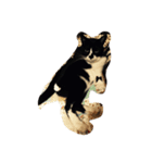 ねこしろくろ（個別スタンプ：2）