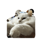 ねこしろくろ（個別スタンプ：4）