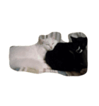ねこしろくろ（個別スタンプ：8）