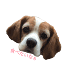 ミントとセイラ。時々はな。（個別スタンプ：1）