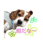 ミントとセイラ。時々はな。（個別スタンプ：15）