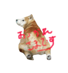 敬語すたんぷ（個別スタンプ：2）