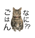 ねこぉぉぉ（個別スタンプ：1）