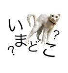 ねこぉぉぉ（個別スタンプ：4）