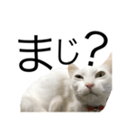 ねこぉぉぉ（個別スタンプ：7）