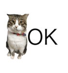 ねこぉぉぉ（個別スタンプ：8）