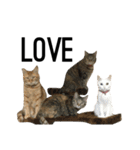 ねこぉぉぉ（個別スタンプ：9）