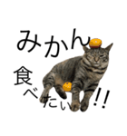 ねこぉぉぉ（個別スタンプ：10）