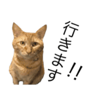ねこぉぉぉ（個別スタンプ：11）