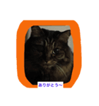 ニャンロニャンロ（個別スタンプ：8）