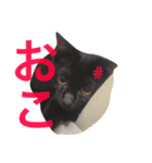 ウチの動物たちスタンプ（個別スタンプ：3）