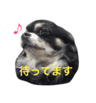 ウチの動物たちスタンプ（個別スタンプ：9）