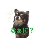 ウチの動物たちスタンプ（個別スタンプ：13）