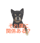 ウチの動物たちスタンプ（個別スタンプ：14）
