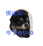 ウチの動物たちスタンプ（個別スタンプ：15）