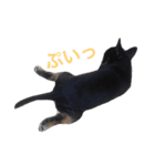 ウチの動物たちスタンプ（個別スタンプ：16）