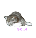 ちびとあんこと仲間たち（個別スタンプ：1）