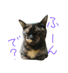 ちびとあんこと仲間たち（個別スタンプ：3）