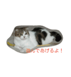 ちびとあんこと仲間たち（個別スタンプ：4）