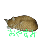 ちびとあんこと仲間たち（個別スタンプ：7）
