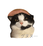 マウくん！（個別スタンプ：7）
