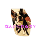 ボストンテリアのロイちゃん（個別スタンプ：4）