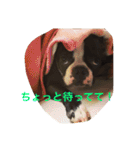 ボストンテリアのロイちゃん（個別スタンプ：8）