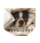 ボストンテリアのロイちゃん（個別スタンプ：9）