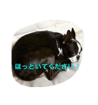 ボストンテリアのロイちゃん（個別スタンプ：15）