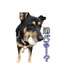 デイしゃんとムーさん（個別スタンプ：1）