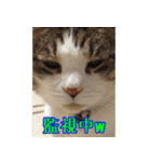 デイしゃんとムーさん（個別スタンプ：16）
