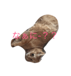 可愛いニャンコ1（個別スタンプ：3）