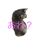 可愛いニャンコ1（個別スタンプ：7）