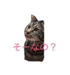 可愛いニャンコ1（個別スタンプ：8）