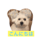 そらちゃん13歳になりました（個別スタンプ：1）