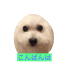 そらちゃん13歳になりました（個別スタンプ：2）