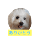 そらちゃん13歳になりました（個別スタンプ：3）