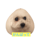 そらちゃん13歳になりました（個別スタンプ：4）