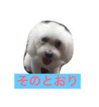 そらちゃん13歳になりました（個別スタンプ：8）