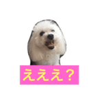そらちゃん13歳になりました（個別スタンプ：9）