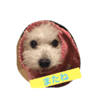 そらちゃん13歳になりました（個別スタンプ：11）