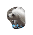 そらちゃん13歳になりました（個別スタンプ：12）