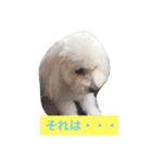 そらちゃん13歳になりました（個別スタンプ：14）