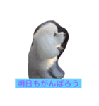 そらちゃん13歳になりました（個別スタンプ：15）