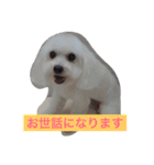そらちゃん13歳になりました（個別スタンプ：16）