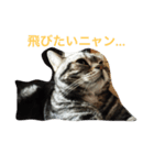 モモカの日常（個別スタンプ：8）